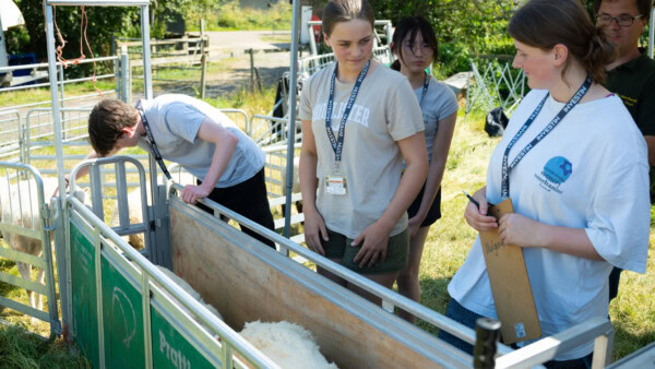 Young Vet Summer Experience